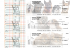 Veterinarian Standard Invoice Business Checks
