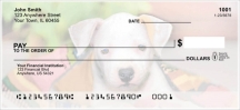 Pit Bull Pups Checks