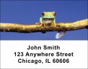 Frogs Address Labels