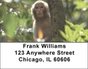 Monkeys Address Labels