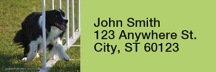 Agility Border Collies Rectangle Address Labels