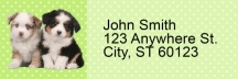 Australian Shepherd Pups Keith Kimberlin Address Labels